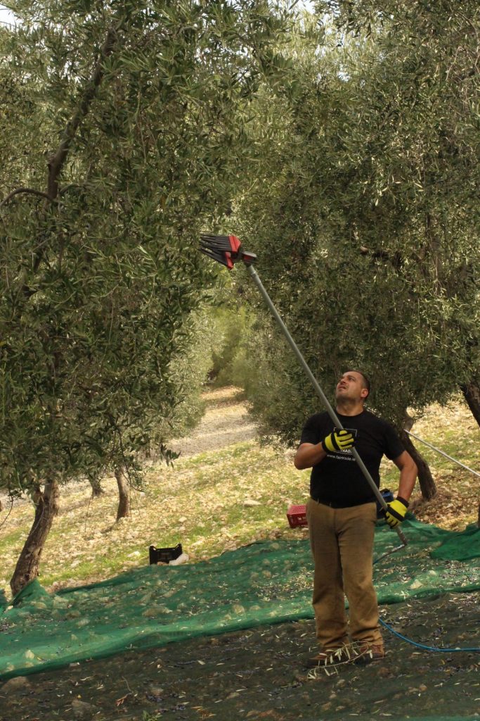 Olivieri’s Fine italian Foods